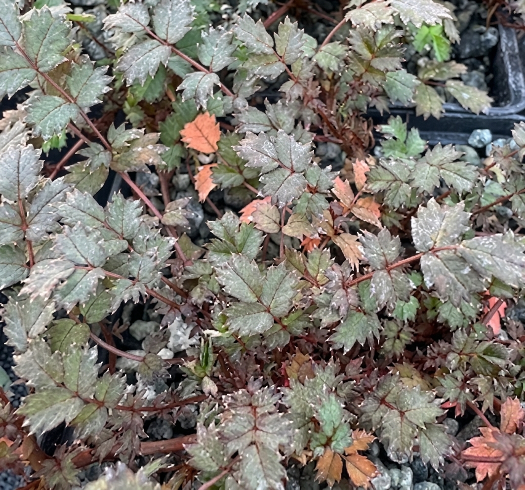 Acaena microphylla Copper Carpet